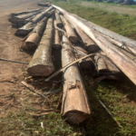 Raw timber