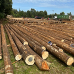 Treated timber products